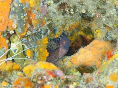 Gymnothorax unicolor