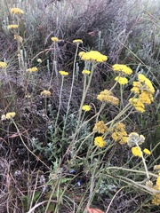 Helichrysum arenarium