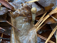 Tolypocladium longisegmentatum