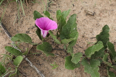 Ipomoea oblongata