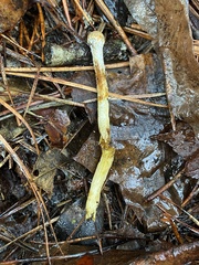 Tolypocladium longisegmentatum