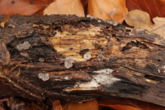 Resupinatus trichotis