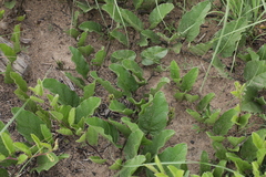 Ipomoea oblongata