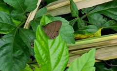 Hermeuptychia canthe