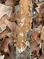 Peniophora albobadia