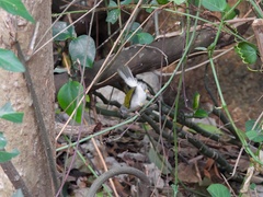 Camaroptera brachyura