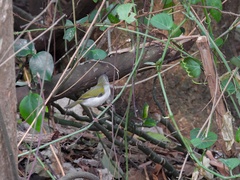 Camaroptera brachyura