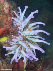 Telmatactis cricoides