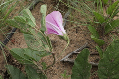 Ipomoea oblongata