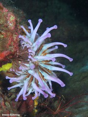 Telmatactis cricoides