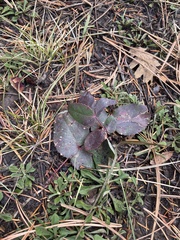 Berberis