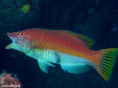 Bodianus scrofa