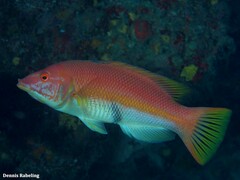 Bodianus scrofa
