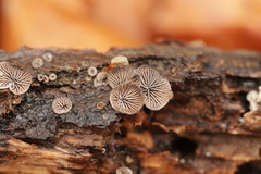 Resupinatus trichotis