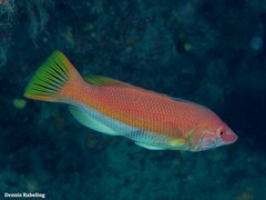 Bodianus scrofa