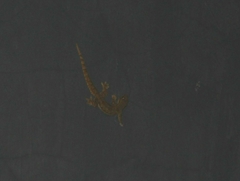 Hemidactylus platyurus