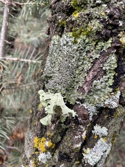 Ramalina