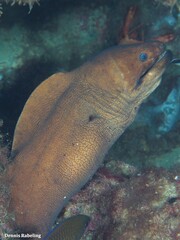 Gymnothorax unicolor