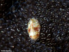 Rhyssoplax canariensis
