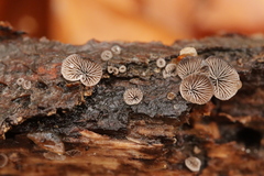 Resupinatus trichotis