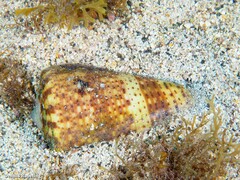 Conus canariensis