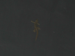 Hemidactylus platyurus