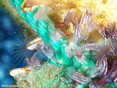 Conchoderma virgatum
