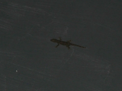 Hemidactylus platyurus