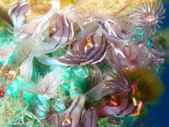 Conchoderma virgatum