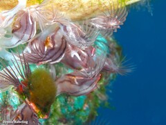 Conchoderma virgatum