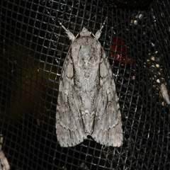 Acronicta lobeliae