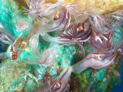 Conchoderma virgatum
