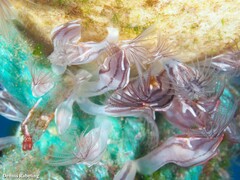 Conchoderma virgatum