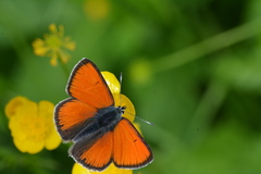 Lycaena hippothoe