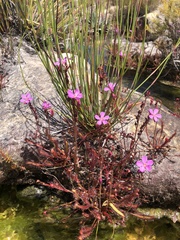 Drosera capensis