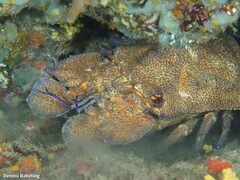 Scyllarides latus