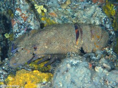 Scyllarides latus