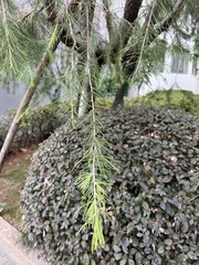 Cedrus deodara