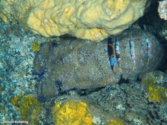 Scyllarides latus