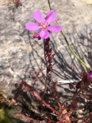Drosera capensis