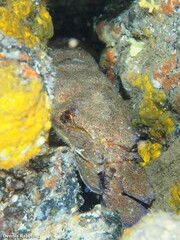 Scyllarides latus