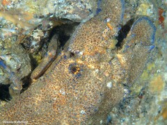 Scyllarides latus