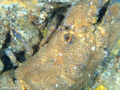Scyllarides latus