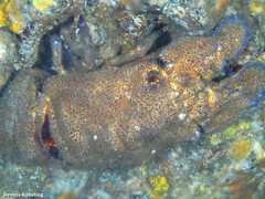 Scyllarides latus