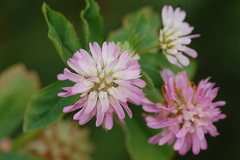 Trifolium resupinatum