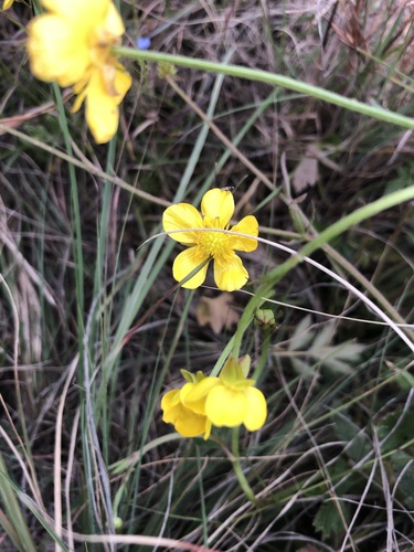 African buttercup