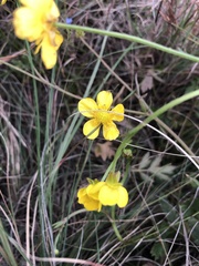 Ranunculus multifidus