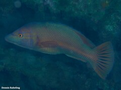 Bodianus scrofa