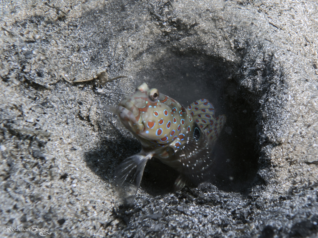 Harlequin prawn-goby (Cryptocentrus caeruleopunctatus) — Gobiidae
