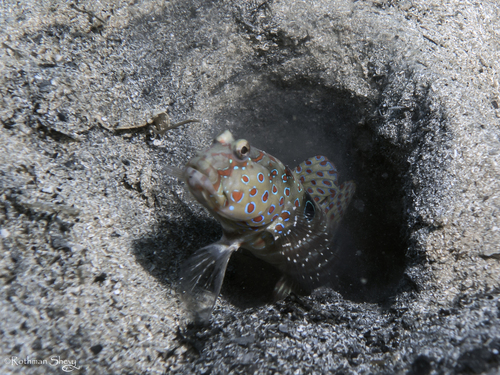 Harlequin prawn-goby (Cryptocentrus caeruleopunctatus) — Gobiidae